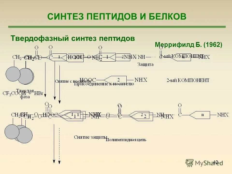 Синтез полипептида происходит