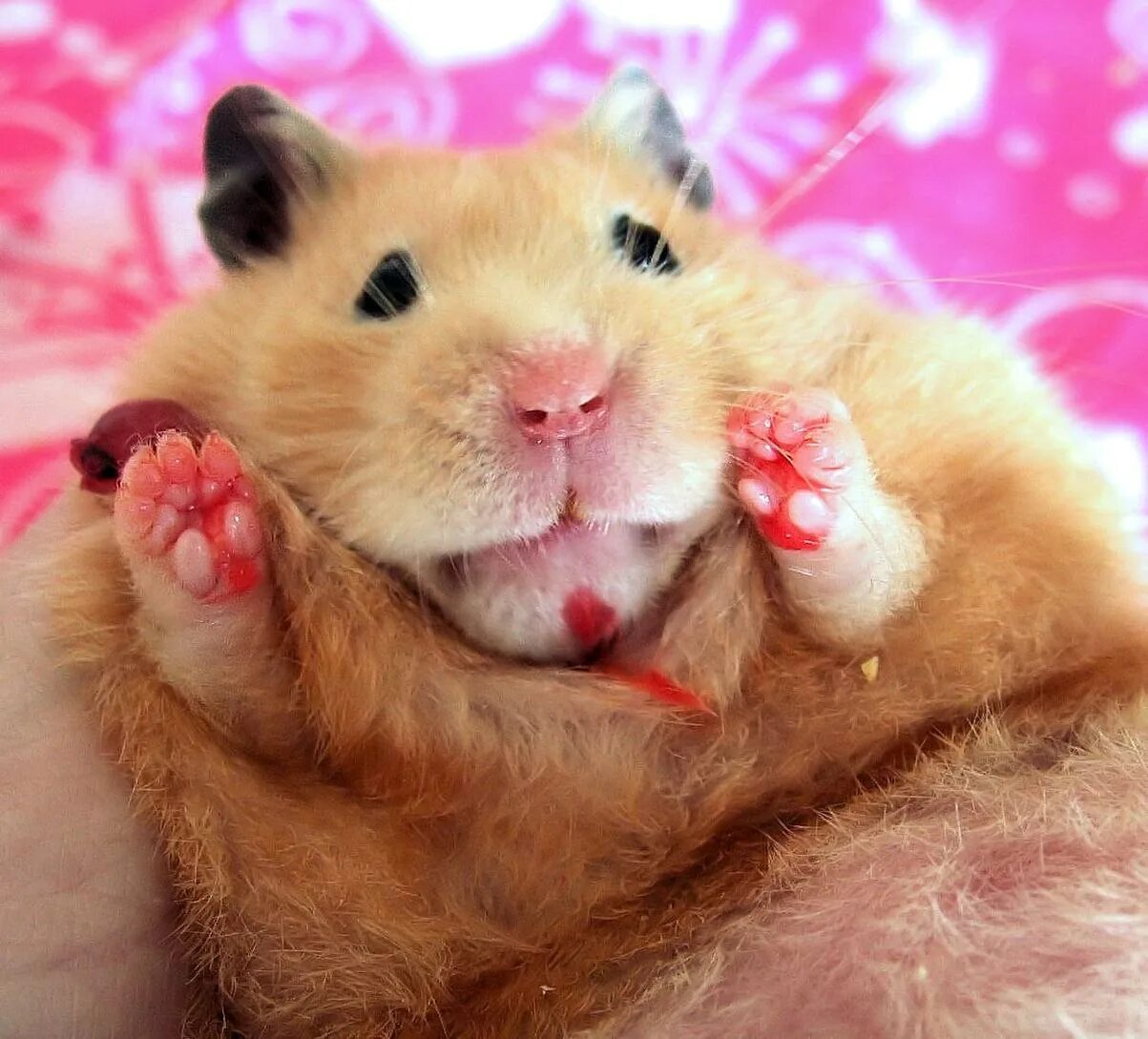 Хомяк 24 июня. Смешные хомячки. Красивый хомяк. Эверсмановы хомячки. Хомяк.