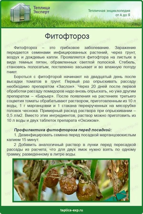 Молоко от фитофторы помидор. Препараты для обработки помидор от фитофторы. от фитофторы на помидорах препараты в теплице. фитофтора на помидорах чем обработать. чем обработать помидоры от фитофтороза.