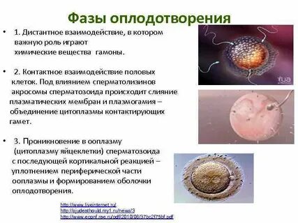 Строение половых клеток оплодотворение