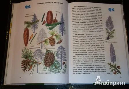 Атлас определитель от земли до неба деревья