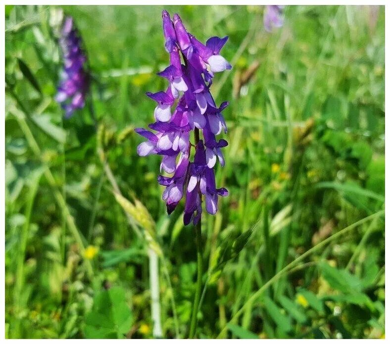 Бобовое растение вика фото Vicia sativa Wikipédia, a enciclopédia livre