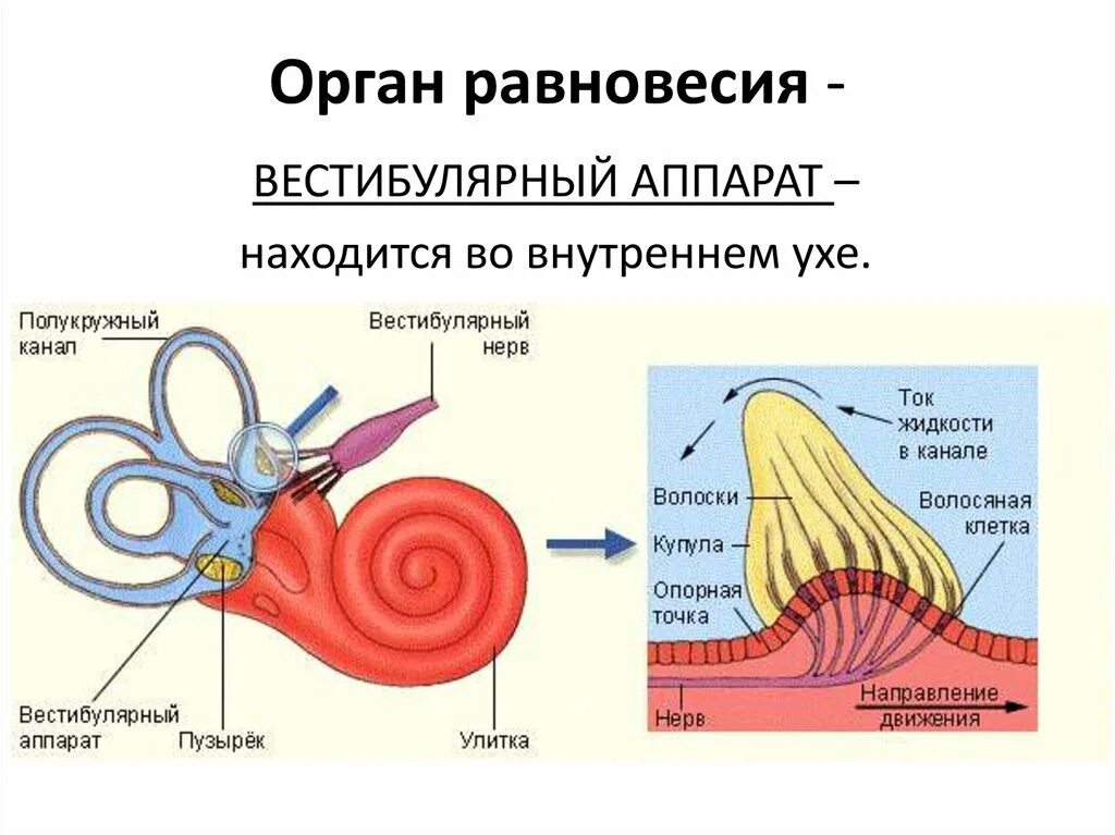 Преддверие вестибулярного аппарата. Строение уха и вестибулярного аппарата рисунок. Орган равновесия. Строение вестибулярного аппарата человека. Орган равновесия вестибулярный аппарат.