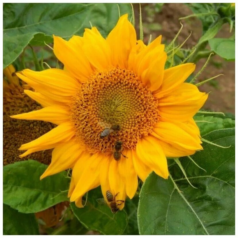 Подсолнечник махровый санголд. Подсолнух мини магма. Подсолнечник декоративный дон жуан. Подсолнечник однолетний декоративный стромболи оранж f1. Подсолнечник карликовый мисс саншайн.