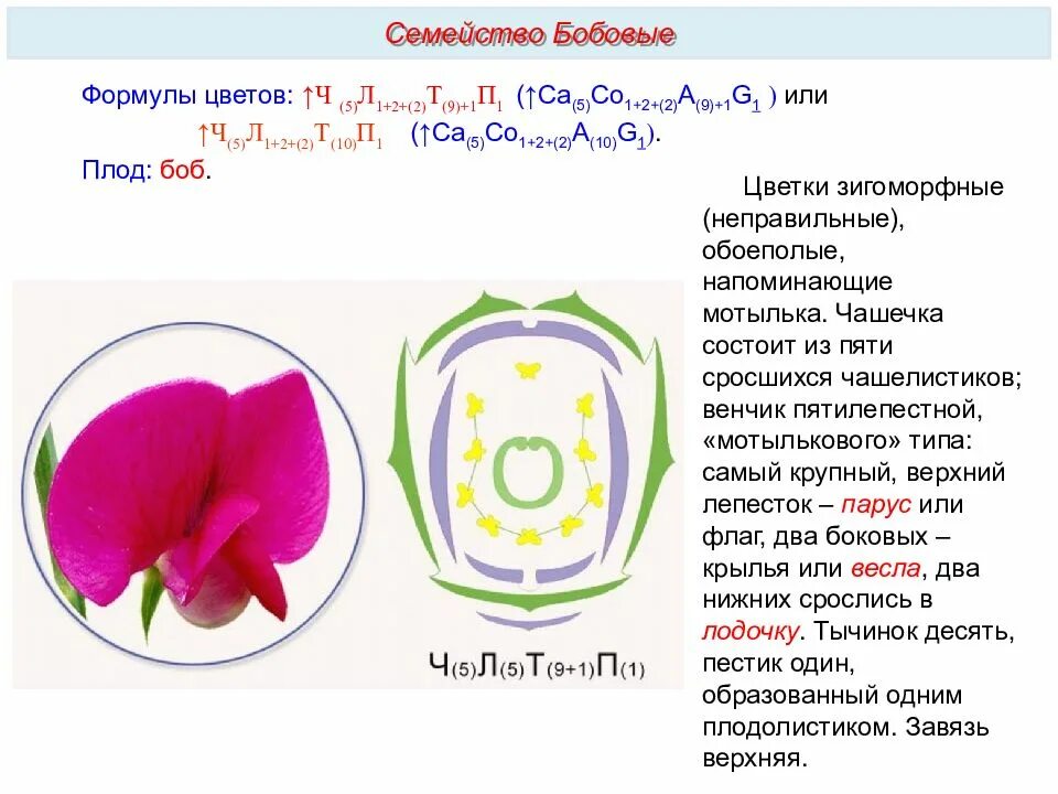 Формула ч л т п. Семейство бобовые формула цветка ч 5 л 1 + 2 +. Формула цветка ч5л5т9п1. Ч5л5т5п2 формула цветка. Формула цветка бобовых растений.