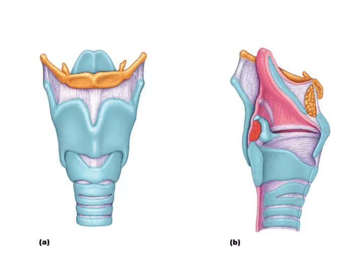 Гортань впр. Выступ гортани. Четырехугольная мембрана гортани.