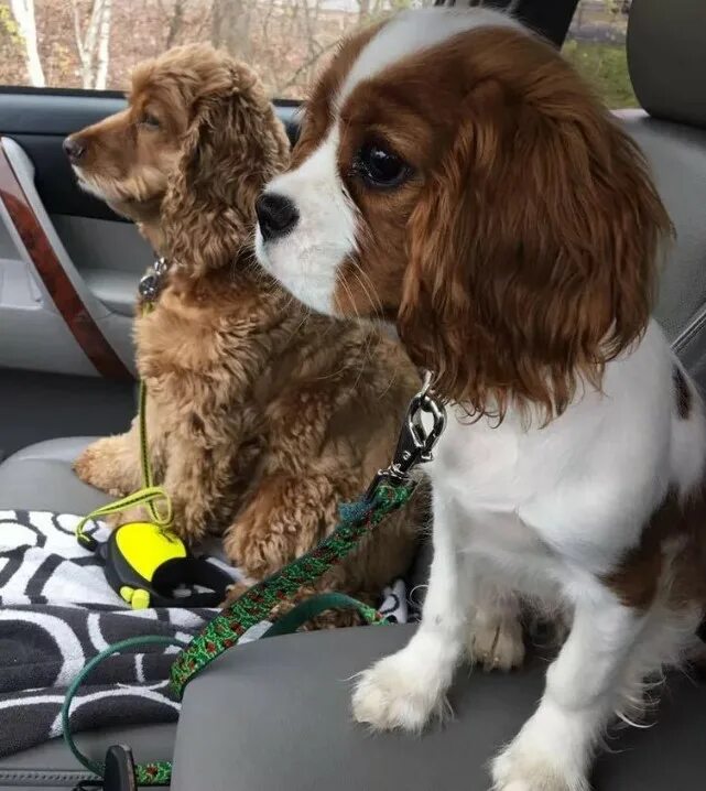 Английский кокер спаниель минусы. Голландский кокер спаниель. Английский кокер-спаниель породы охотничьих собак. Русский кокер спаниель. Корги спаниель.