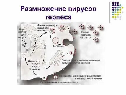 Как происходит размножение вирусов