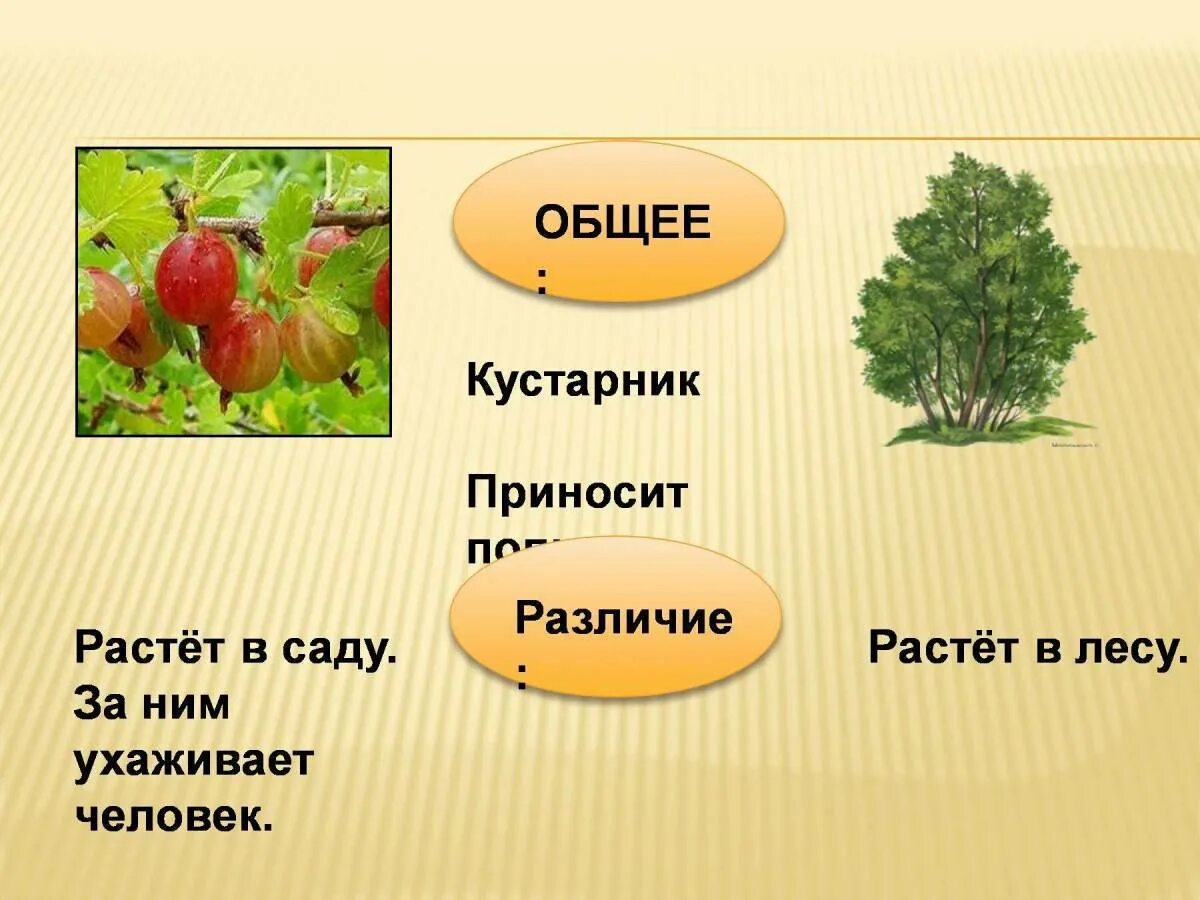 Кустарники примеры растений 2 класса Презентация "Какие бывают растения