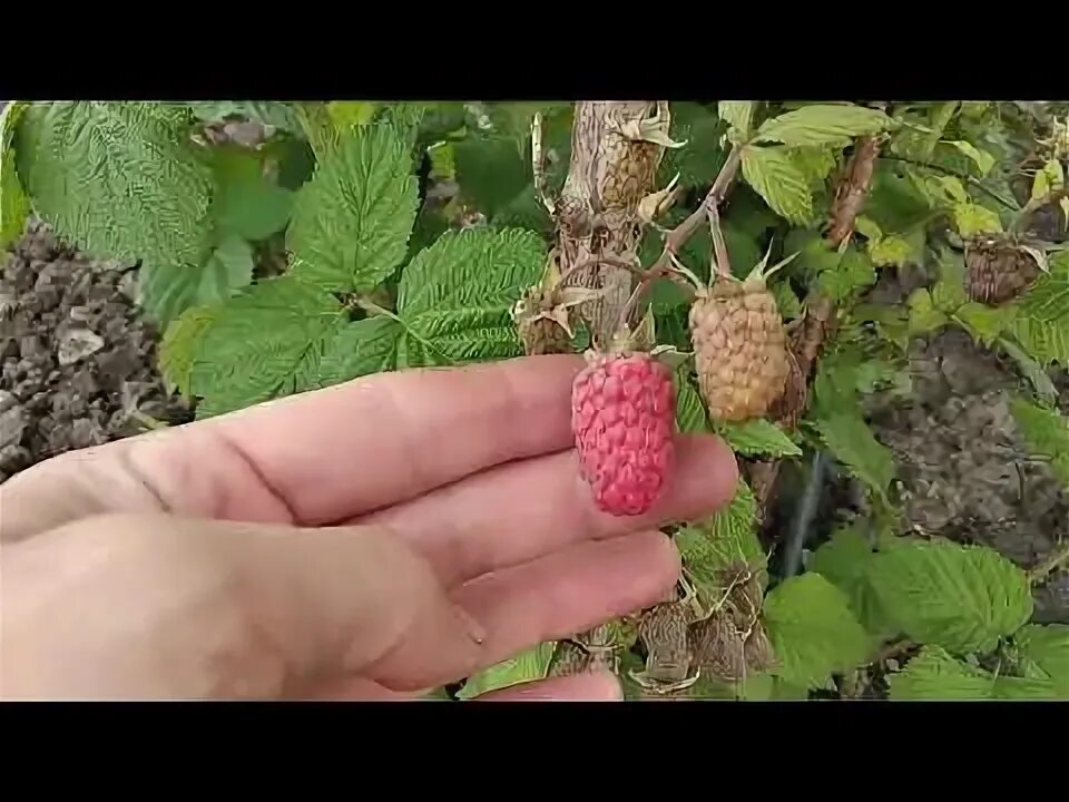 Малина пшехиба. - YouTube