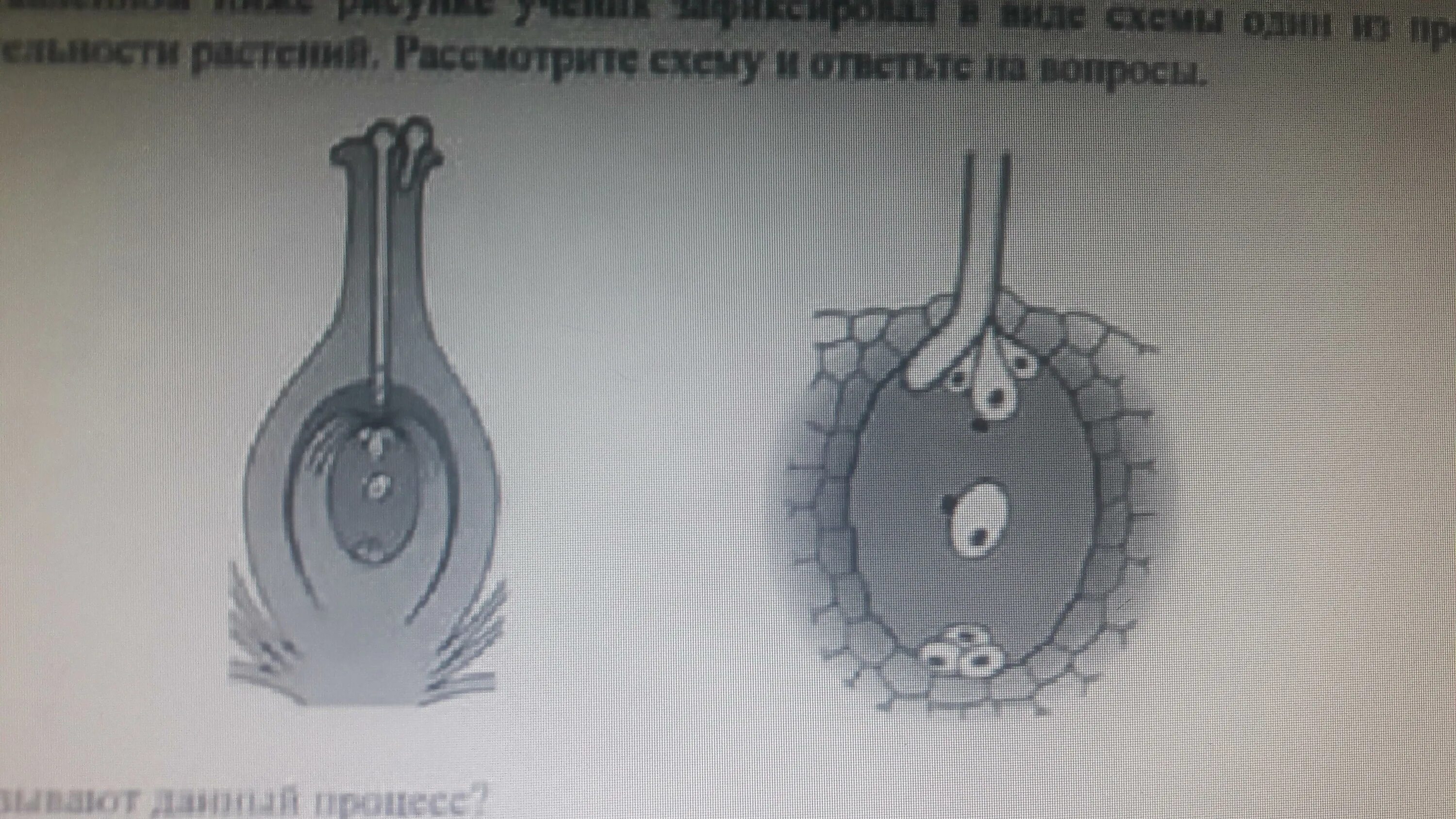 Процесс жизнедеятельности изображен на рисунке. Схемы процессов жизнедеятельности растений ученик зафиксировал. На представленном ниже рисунке ученик. Как называется данный процесс. Один из процессов жизнедеятельности.