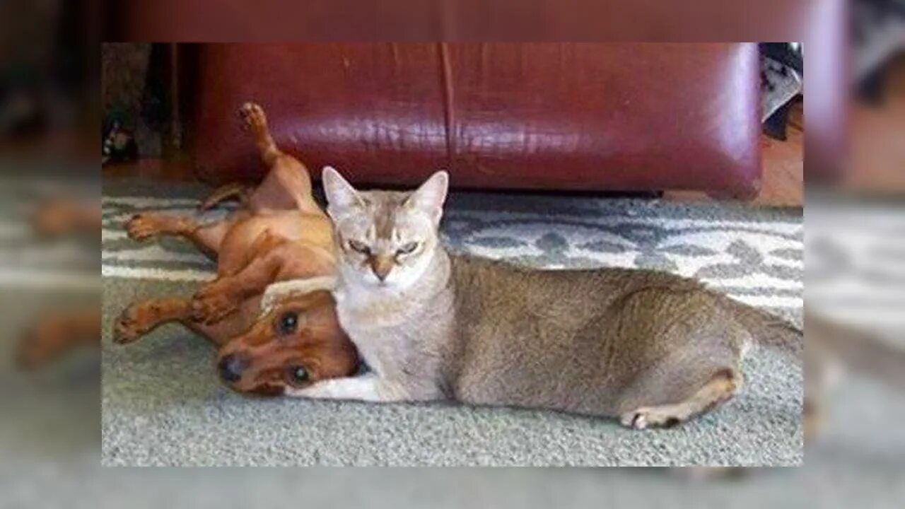 Доминирующий кот. Доминируй кот с собаками. кот доминирует. кошка доминирует над собакой. собака доминирует.