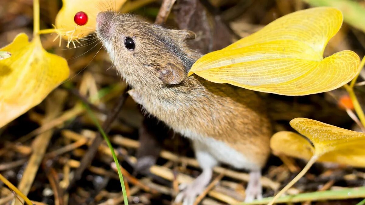 Белоногая мышь. Two grey mice. Домовая мышь. Мышь малютка на белом фоне. Ориентация мыши.