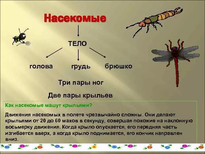 Насекомые имеют 3 отдела. Тело насекомых. Насекомые голова грудь брюшко. Передвижение насекомых. Тело насекомых состоит из.