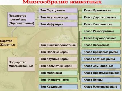 Опорная схема многообразие животных