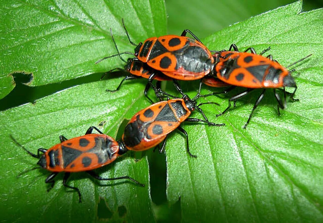 Насекомые солдатики фото. Жук пожарник клоп солдатик. Клоп-солдатик Pyrrhocoris. Клоп-солдатик – Pyrrhocoris apterus. Жук красноклоп солдатик.