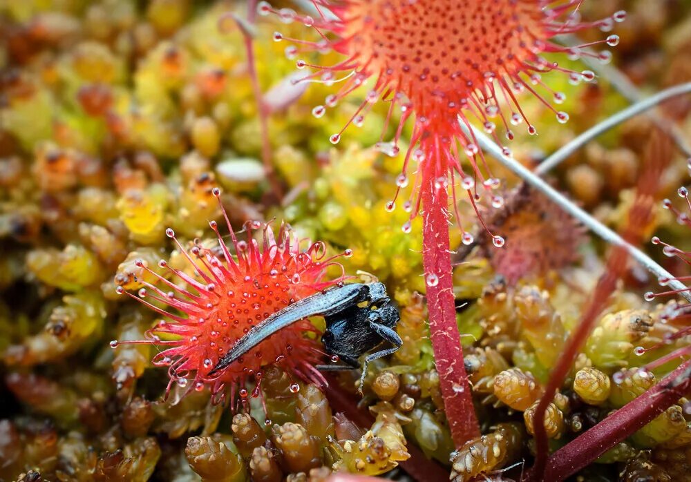 Растения хищники питание. Растения хищники питание. Удивительные хищные растения. Венерина мухоловка гигантская. Хищные растения биология 6 класс.