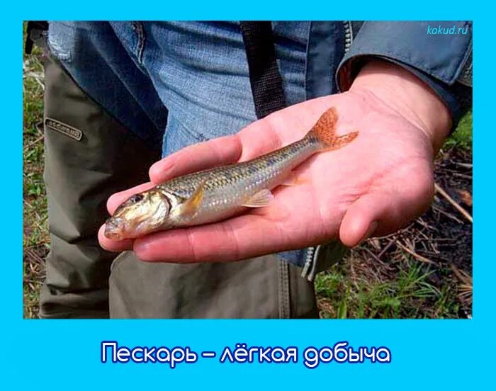 Пескарь в аквариуме. Пескарь кубанский. Карпатский пескарь. Сибирский пескарь. Пескари песня.