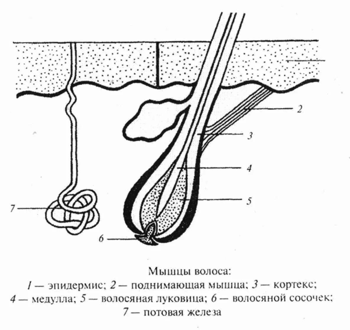 Как пробудить луковицы головы. Волосяная луковица схема. Волосяной фолликул и луковица. Схема волосяного фолликула. Волосяная луковица и волосяной фолликул.