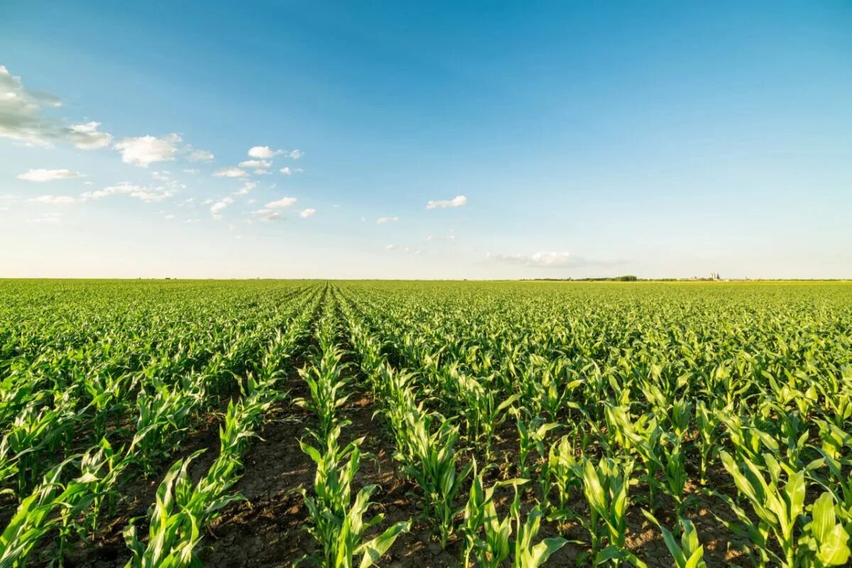 Corn fields