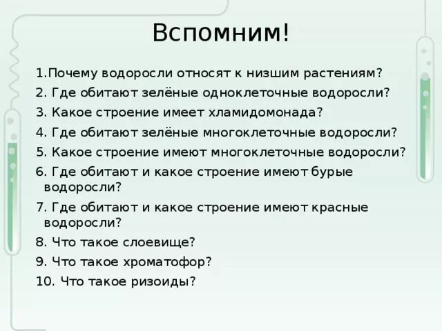 Отделы растений водоросли. Почему водоросли относятся к низшим. К низшим растениям относятся. Водоросли относят к низшим. Растения относящиеся к водорослям.