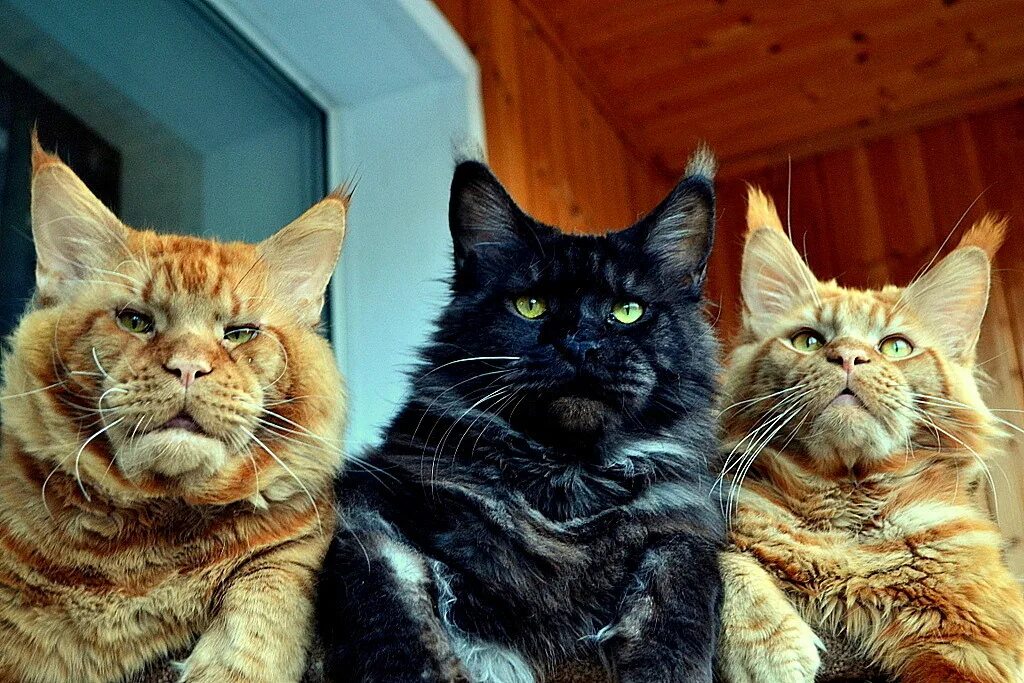Почему взрослые коты