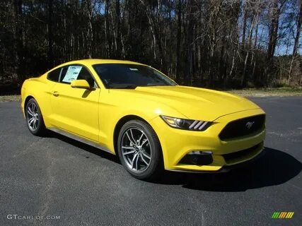 Happy mustang