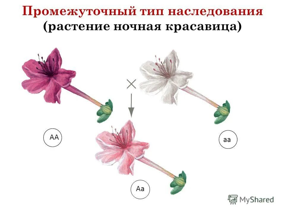 самоопыление ночной красавицы
