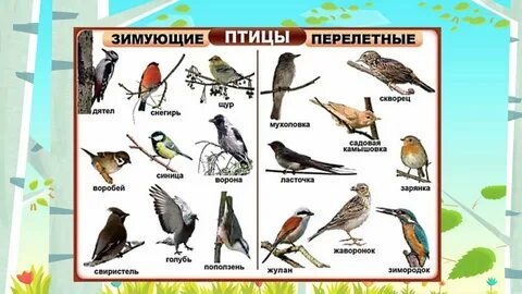 Перелетные птицы урала