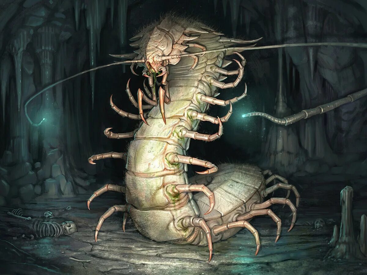 Сколопендра обыкновенная мухоловка. Сороконожка сколопендра. Гигантская сколопендра яд. Тайская сколопендра. Хищное членистоногое.