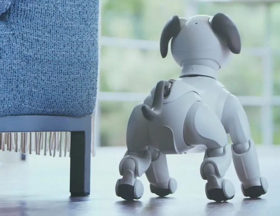 Робот собака смотрит. Робот собака aibo. sony aibo. собака робот мягкая. собака робот мягкая игрушка.