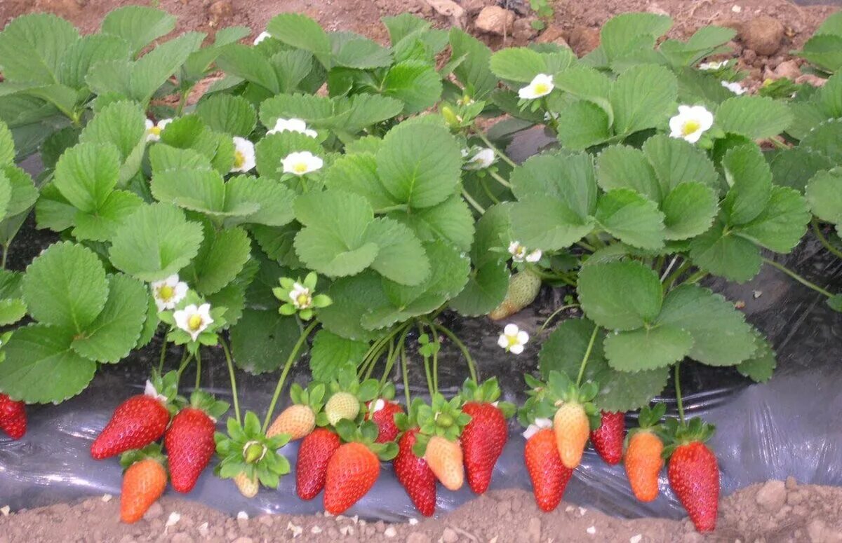 Земляника ремонтантная руяна. Земляника ремонтантная на балконе. Клубника ампельная ремонтантная. Земляника ампельная ремонтантная. Как вырастить ремонтантную землянику.