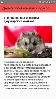 Хомяк уход и содержание