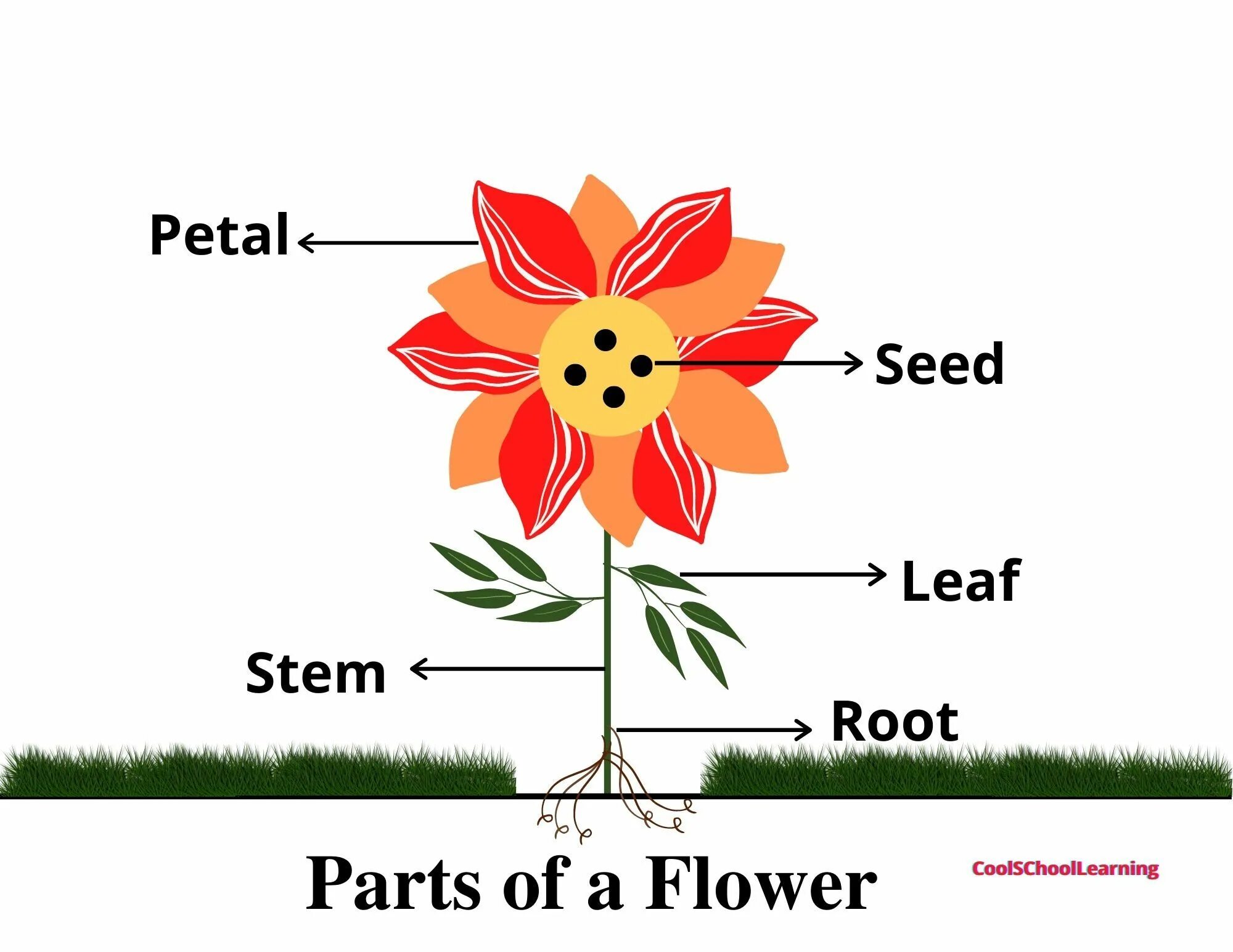 Be a flower kusuriya. Parts of Flower. Flower structure. Parts of the Flower in English. Parts of a Flower for Kids.