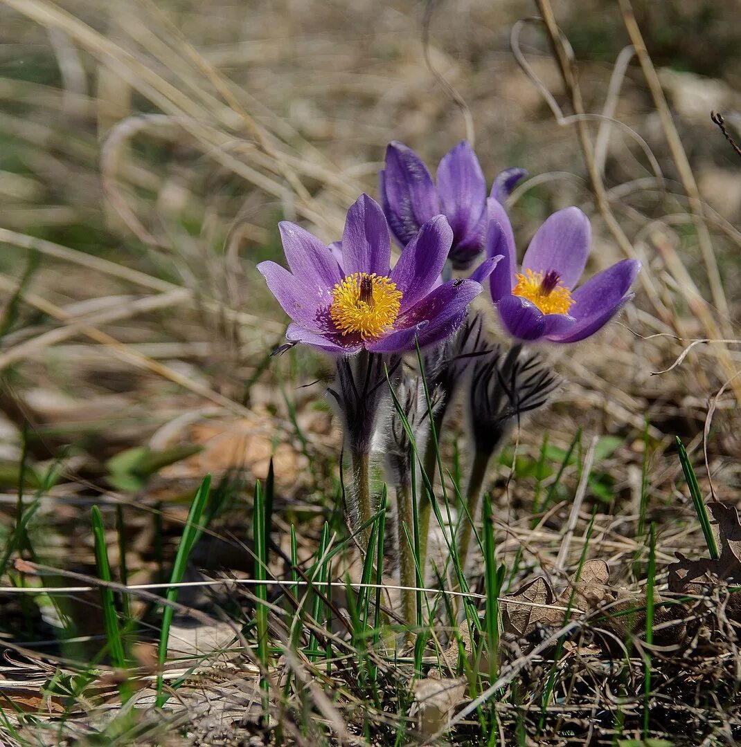 Прострел виолет беллс. Прострела даурского (сон-травы). Южный урал прострел. Прострел раскрытый. Прострел (сон-трава).
