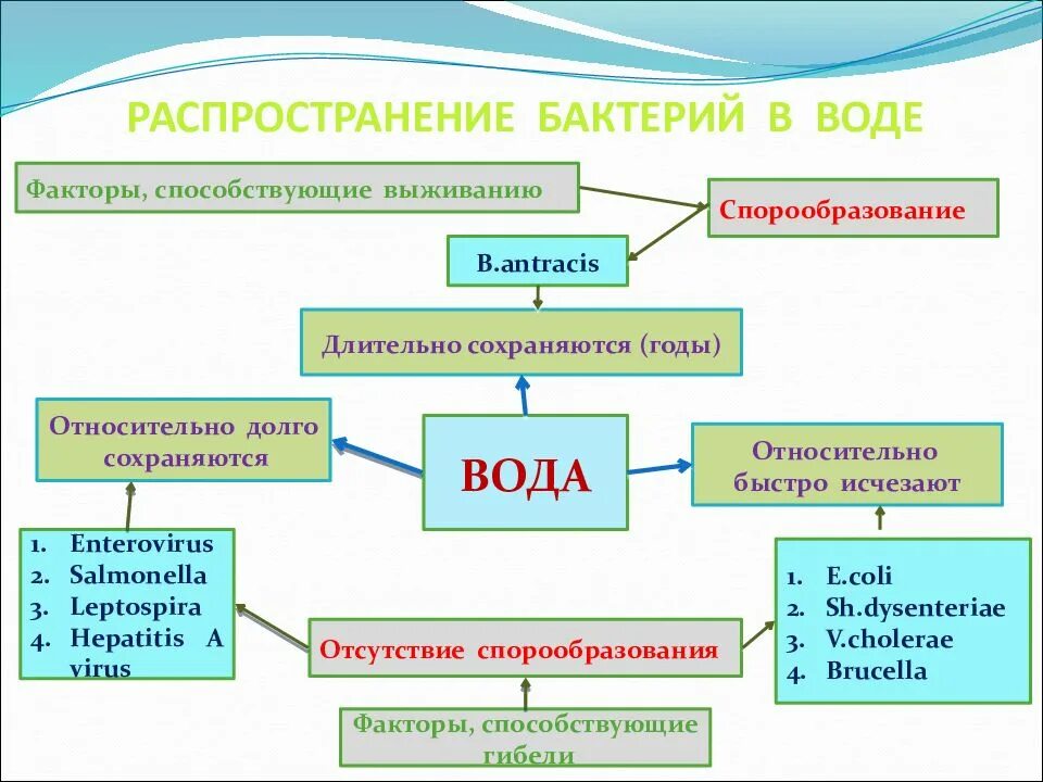 Распространение микроорганизмов в природе. Распределение микроорганизмов в воде. Экологические группы микроорганизмов. Экологическая классификация микробов.