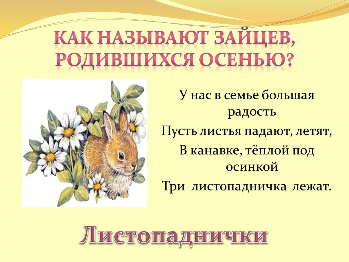 Энциклопедия про листопадников. Листопаднички Зайчата энциклопедия. Листопаднички информация. Листопаднички статья.