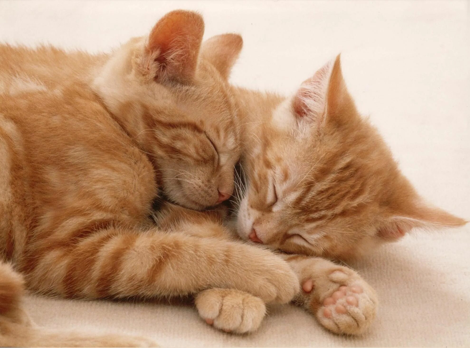 Кошки спят вместе. Котики обнимашки. Котята обнимаются. Два рыжих котика обнимаются. Кошки в обнимку.