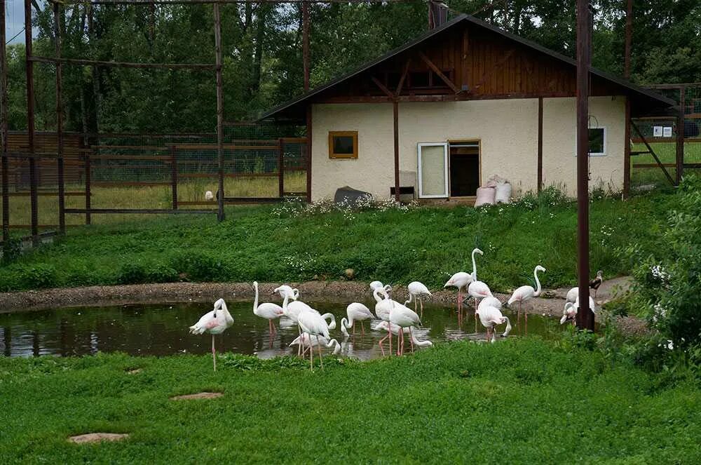 Парк воробьи калужская область. Парк птиц калуга. Парк птиц и воробьев. Парк птиц калуга. Парк воробьи калуга.