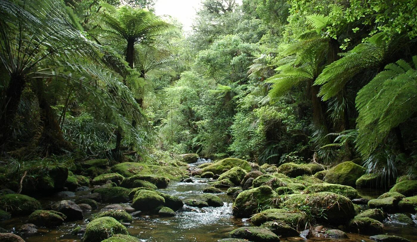 Зона влажных лесов австралии. Дождевые леса Австралии. Вечнозеленые тропические дождевые леса. Дождевые тропические леса Австралии. Тропические и субтропические вечнозеленые леса в Австралии.