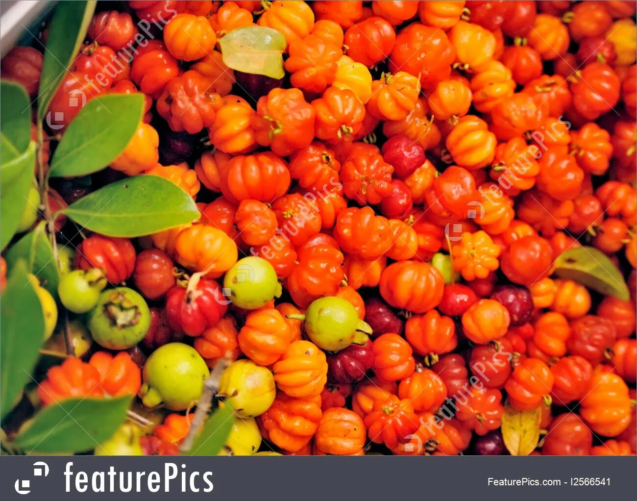 Суринамская вишня. Питанга фрукт. Оранжевая Суринамская вишня.