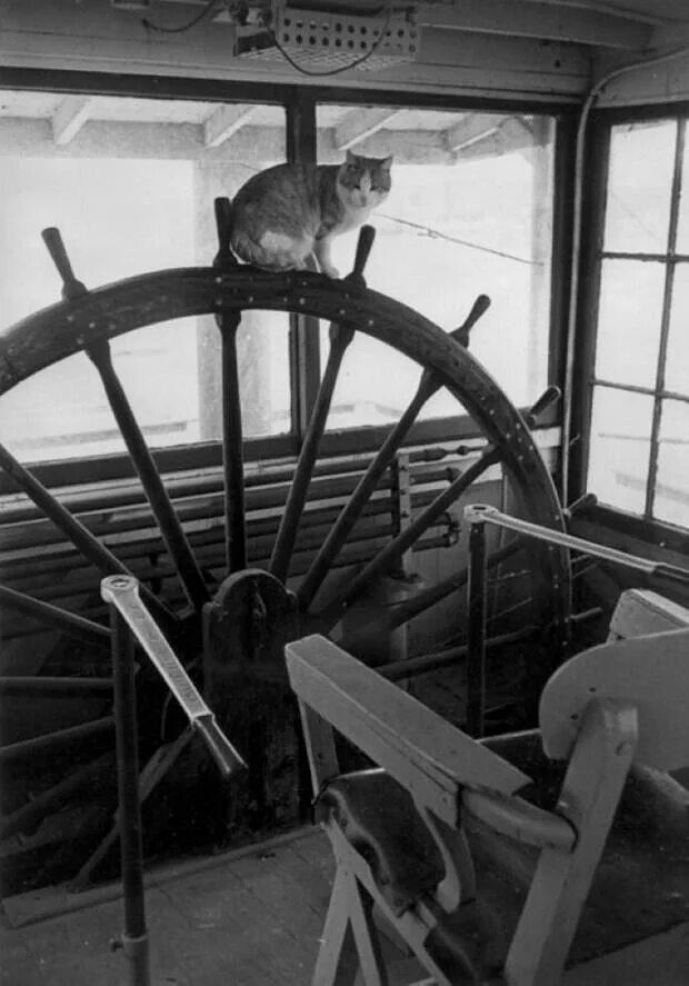 Корабельный кот. Кот на корабле. Котенок на корабле. Кот на паруснике.