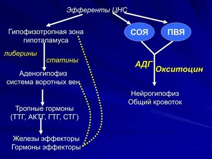 Либерины