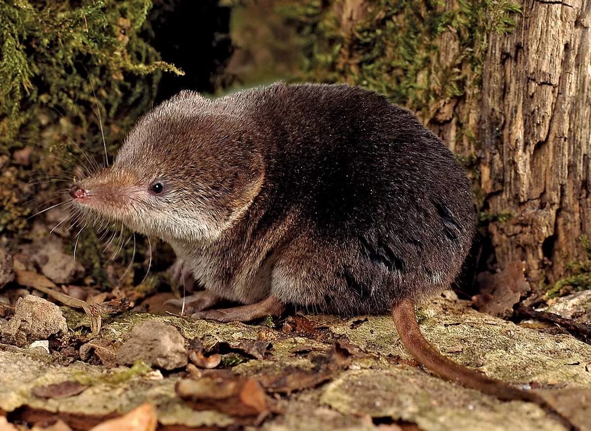 Черная бурозубка. Землепойка микрозубка. Крот бурозубка. Землеройковые насекомоядные. Нора бурозубки.
