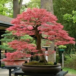 Best trees