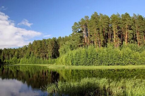 Лес возле