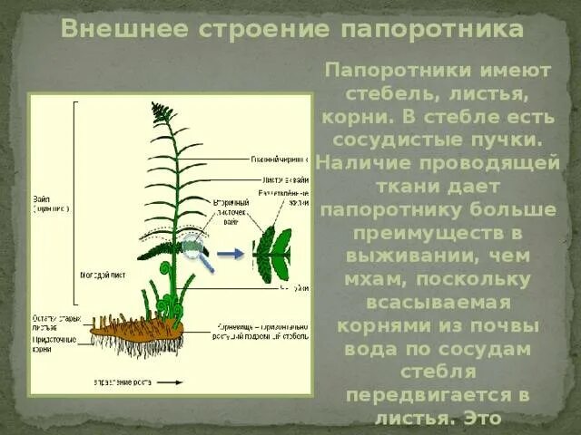 Опишите строение листа папоротника. Строение корневища папоротника. придаточные корни папоротника. строение папоротника черешок. внешнее строение папоротника.