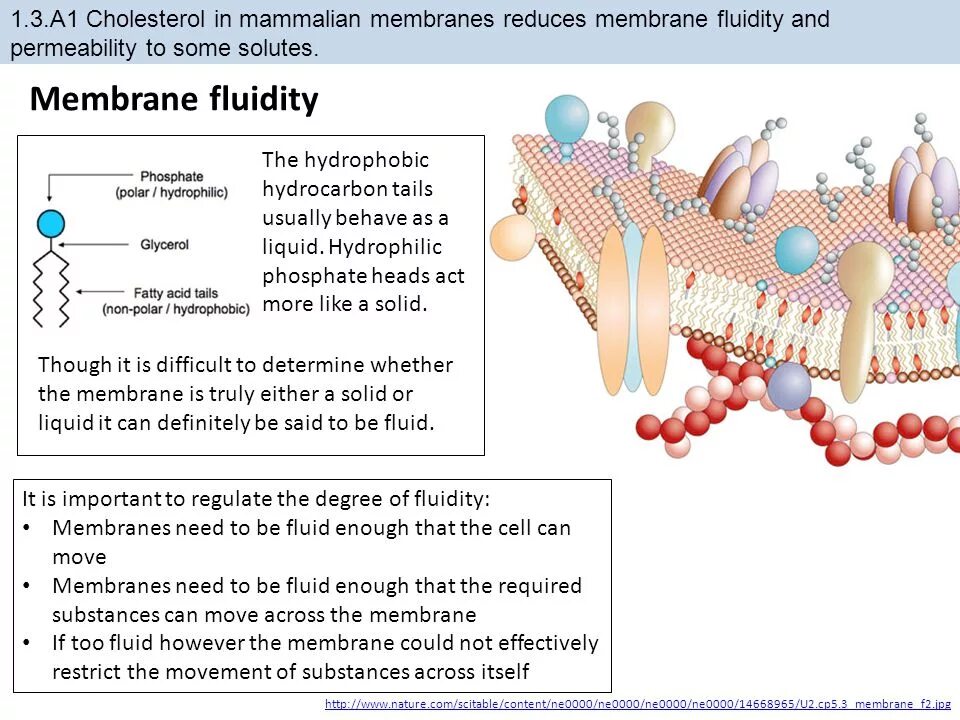 Membrane перевод. Cholesterol in cell membrane. membrane structure. membrane senior. graphs of movement of substances across membrane.