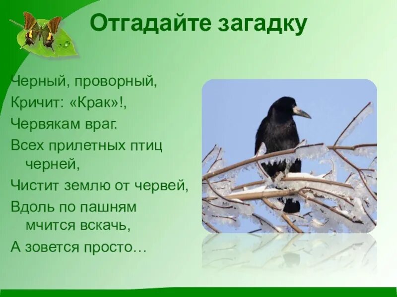 Черный проворный кричит крак червякам враг. Черные загадки. Черная птица которая кричит крак. Чёрный проворный кричит крак червякам враг ответ на загадку.