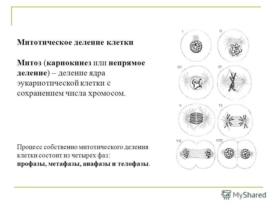Первое митотическое деление. Первое митотическое деление
